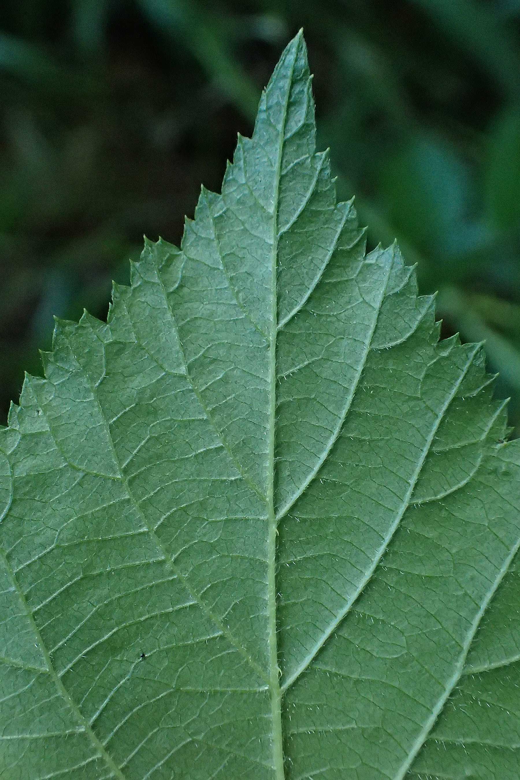 Rubus hadracanthos \ Dickstachelige Haselblatt-Brombeere / Thick-Spined Bramble, D Osnabrück 10.8.2021