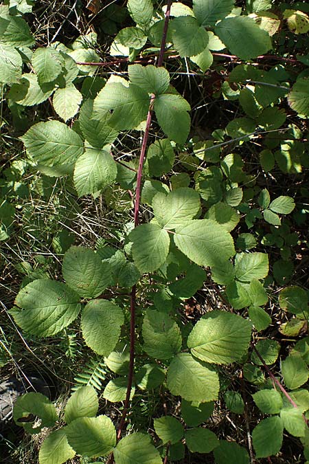 Rubus holandrei / Gross Bramble, D Frankfurt Airport 14.8.2021