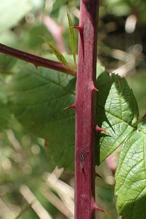 Rubus holandrei \ Grobe Haselblatt-Brombeere / Gross Bramble, D Frankfurt Airport 14.8.2021