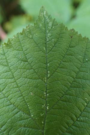 Rubus holandrei / Gross Bramble, D Frankfurt Airport 14.8.2021