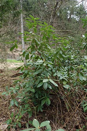 Rhododendron ponticum ? \ Pontischer Rhododendron / Pontic Rhododendron, D Elmstein 6.4.2022