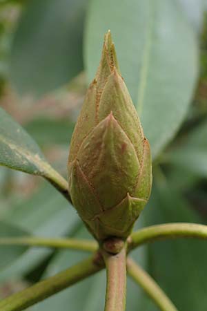 Rhododendron ponticum ? / Pontic Rhododendron, D Elmstein 6.4.2022