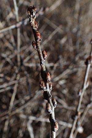 Rhamnus saxatilis \ Felsen-Kreuzdorn, D Eching 5.4.2023