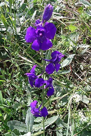 Delphinium hispanicum \ Orientalischer Rittersporn, D Rheinhessen, Flonheim 14.6.2008