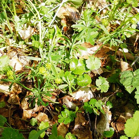 Ranunculus irregularis \ Ungleichmiger Gold-Hahnenfu / Irregular Goldilocks, D Mainberg 9.5.2015