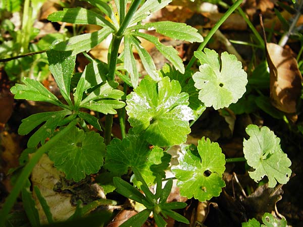 Ranunculus irregularis / Irregular Goldilocks, D Mainberg 9.5.2015