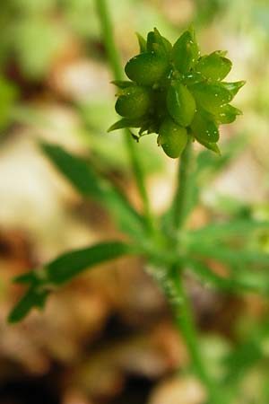 Ranunculus irregularis \ Ungleichmiger Gold-Hahnenfu / Irregular Goldilocks, D Mainberg 9.5.2015