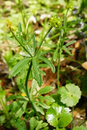 Ranunculus irregularis \ Ungleichmiger Gold-Hahnenfu / Irregular Goldilocks, D Mainberg 9.5.2015