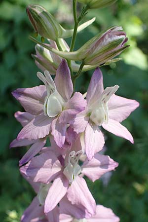 Delphinium hispanicum / Eastern Larkspur, D Seeheim an der Bergstraße 24.6.2019