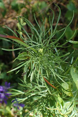 Delphinium hispanicum \ Orientalischer Rittersporn / Eastern Larkspur, D Seeheim an der Bergstraße 24.6.2019