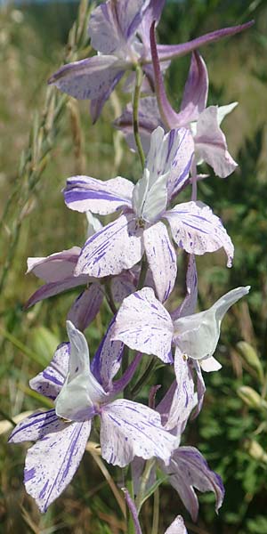 Delphinium hispanicum \ Orientalischer Rittersporn / Eastern Larkspur, D Seeheim an der Bergstraße 24.6.2019