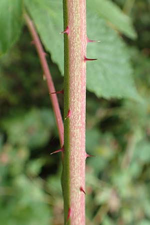 Rubus nessensis / Suberect Bramble, D Herne 27.7.2019