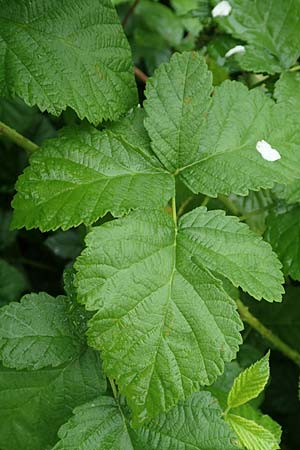 Rubus intricatus \ Wirrstige Haselblatt-Brombeere / Mazy-Branched Bramble, D Weißenborn-Rambach 29.7.2019