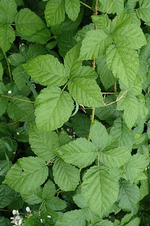 Rubus intricatus \ Wirrstige Haselblatt-Brombeere / Mazy-Branched Bramble, D Weißenborn-Rambach 29.7.2019