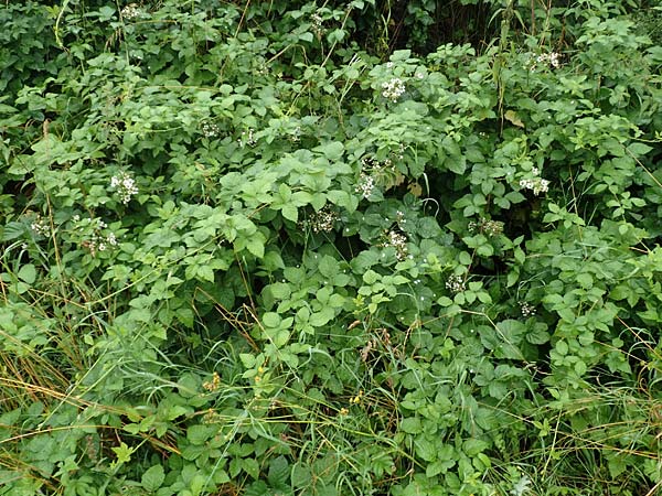 Rubus intricatus \ Wirrstige Haselblatt-Brombeere / Mazy-Branched Bramble, D Weißenborn-Rambach 29.7.2019