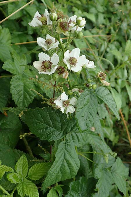 Rubus intricatus \ Wirrstige Haselblatt-Brombeere / Mazy-Branched Bramble, D Weißenborn-Rambach 29.7.2019