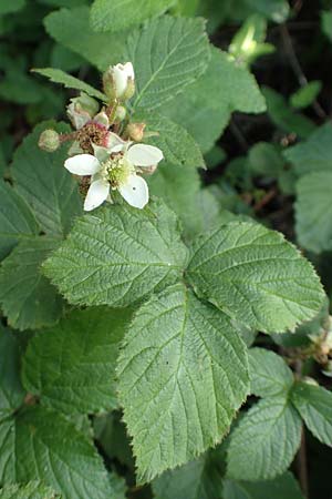 Rubus iuvenis \ Sauerland-Brombeere, Jugendliche Brombeere / Sauerland Bramble, D Sundern 12.6.2020