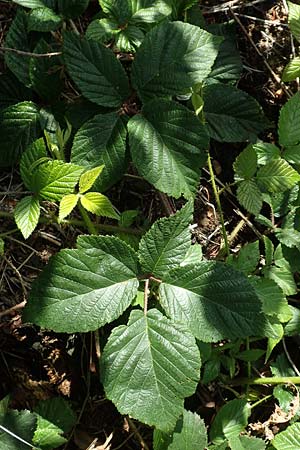 Rubus iuvenis \ Sauerland-Brombeere, Jugendliche Brombeere / Sauerland Bramble, D Sundern 12.6.2020