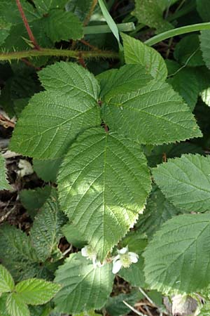 Rubus iuvenis \ Sauerland-Brombeere, Jugendliche Brombeere / Sauerland Bramble, D Sundern 12.6.2020