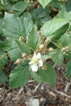 Rubus iuvenis / Sauerland Bramble, D Sundern 12.6.2020