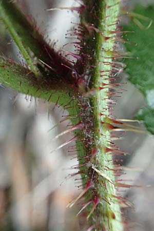 Rubus iuvenis / Sauerland Bramble, D Sundern 12.6.2020