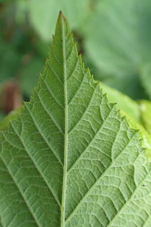 Rubus iuvenis / Sauerland Bramble, D Sundern 12.6.2020