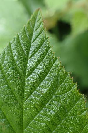 Rubus iuvenis \ Sauerland-Brombeere, Jugendliche Brombeere / Sauerland Bramble, D Sundern 12.6.2020