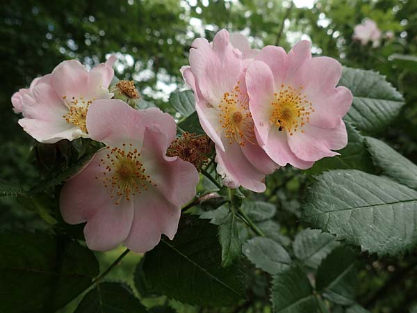 Rosa jundzillii \ Raublttrige Rose / Large-Leaved Rose, D Botan. Gar.  Universit.  Tübingen 17.6.2017