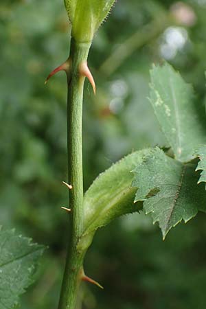 Rosa jundzillii \ Raublttrige Rose / Large-Leaved Rose, D Botan. Gar.  Universit.  Tübingen 17.6.2017