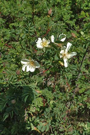 Rosa spinosissima \ Bibernellblttrige Rose / Burnet Rose, D Neuleiningen 23.4.2020