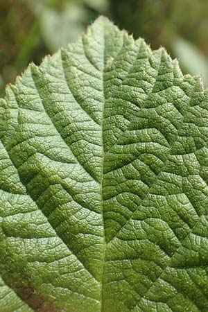 Rubus juchhoeh \ Juchhh-Haselblatt-Brombeere / Juchhoeh Bramble, D Odenwald, Rimbach 26.6.2020