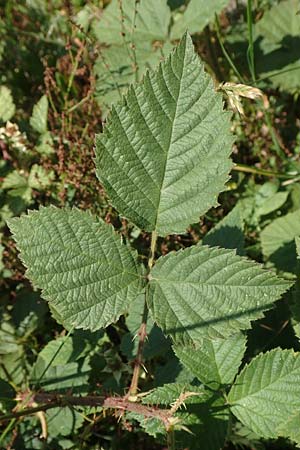 Rubus juchhoeh \ Juchhh-Haselblatt-Brombeere / Juchhoeh Bramble, D Odenwald, Rimbach 26.6.2020