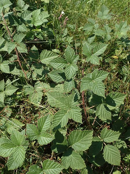 Rubus juchhoeh \ Juchhh-Haselblatt-Brombeere / Juchhoeh Bramble, D Odenwald, Rimbach 26.6.2020