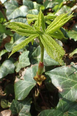 Aesculus hippocastanum \ Ross-Kastanie, D Bad Vilbel 25.3.2017