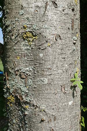 Aesculus hippocastanum \ Ross-Kastanie / Horse Chestnut, D Frankfurt Airport 22.5.2019