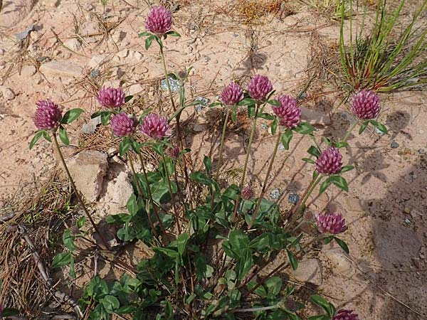 Trifolium pratense \ Rot-Klee, Wiesen-Klee / Red Clover, D Odenwald, Hammelbach 26.5.2019