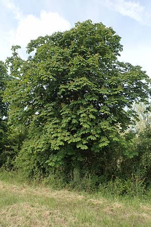 Aesculus hippocastanum / Horse Chestnut, D Zülpich-Juntersdorf 13.6.2019
