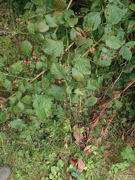 Rubus keilianus ? \ Mlheimer Haselblatt-Brombeere, D Herne 27.7.2019