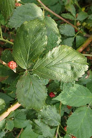 Rubus keilianus ? \ Mülheimer Haselblatt-Brombeere / Muelheim Bramble, Keil's Bramble, D Herne 27.7.2019