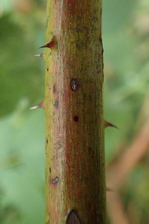 Rubus keilianus ? \ Mlheimer Haselblatt-Brombeere / Muelheim Bramble, Keil's Bramble, D Herne 27.7.2019