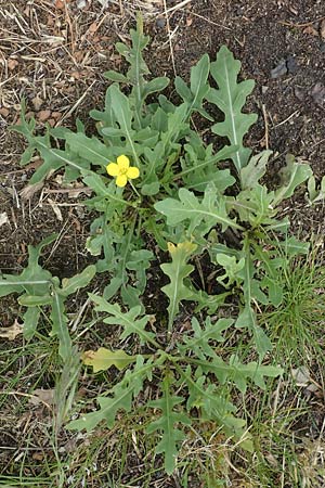 Diplotaxis tenuifolia \ Schmalblttriger Doppelsame, Ruccola / Perennial Wall Rocket, D Ludwigshafen 8.6.2021