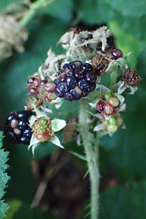 Rubus klimmekianus ? \ Klimmeks Brombeere, D Windeck-Hurst-Bach 5.9.2021