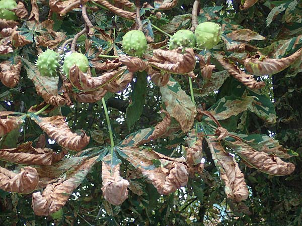 Aesculus hippocastanum / Horse Chestnut, D Preetz 18.9.2021