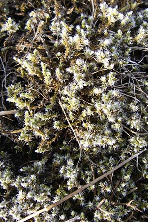 Campylopus introflexus \ Kaktus-Moos / Heath Star Moss, D Sandhausen 26.8.2008