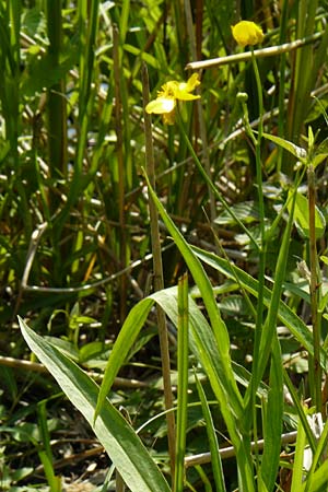 Ranunculus lingua \ Zungen-Hahnenfu / Greater Spearwort, D Mainz 30.6.2012