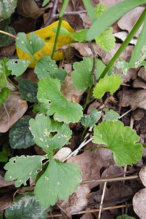 Ranunculus lucorum \ Hain-Gold-Hahnenfu / Grove Goldilocks, D Schwetzingen 13.4.2015
