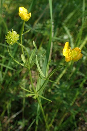 Ranunculus lucorum \ Hain-Gold-Hahnenfu / Grove Goldilocks, D Sinsheim 6.5.2016