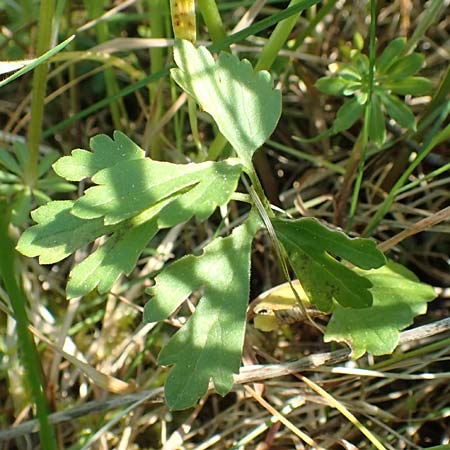 Ranunculus lucorum \ Hain-Gold-Hahnenfu / Grove Goldilocks, D Sinsheim 6.5.2016