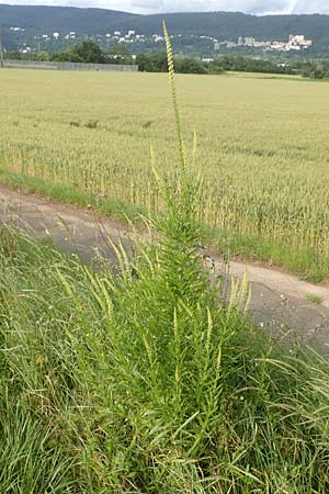 Reseda luteola \ Frber-Resede, Gelber Wau, D Sandhausen 16.6.2016