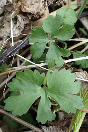 Ranunculus lommersdorfensis \ Lommersdorfer Gold-Hahnenfu, D Blankenheim-Lommersdorf 22.4.2017